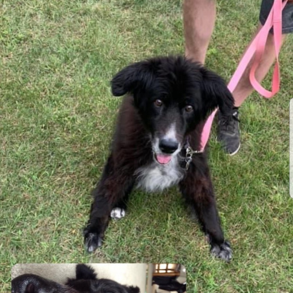 The Late Great Lady Dog